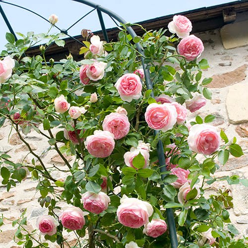 Rožė vijoklinė ‘Pink Eden Rose’