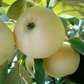 Obelis naminė ‘Alyvinė’