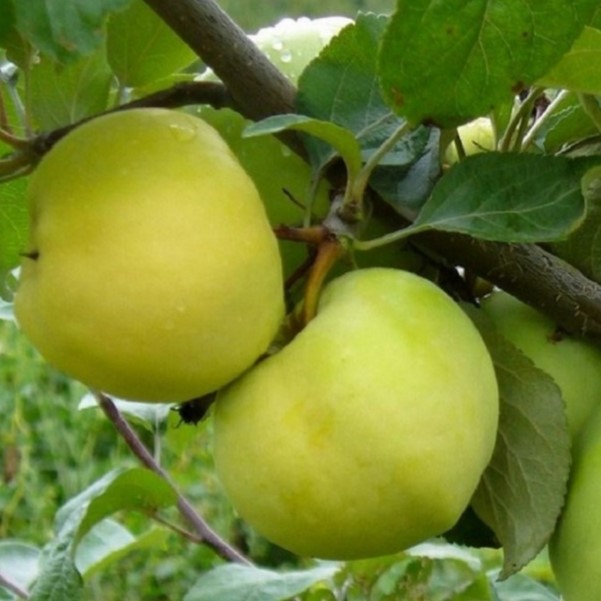 Obelis naminė ‘Antaninė’