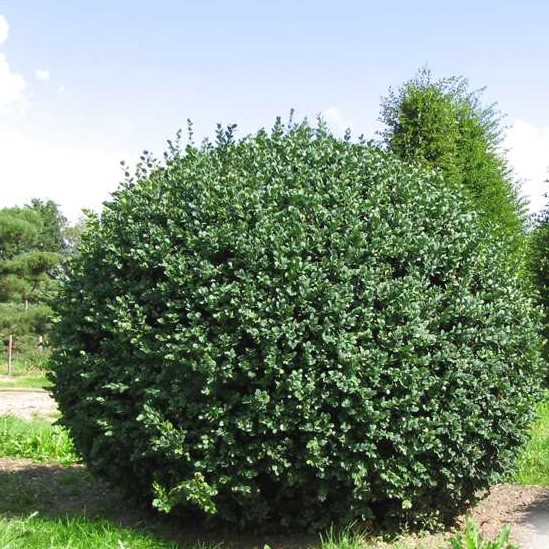 Buksmedis paprastasis (Formuotas) ‘Rotundifolia’ C35