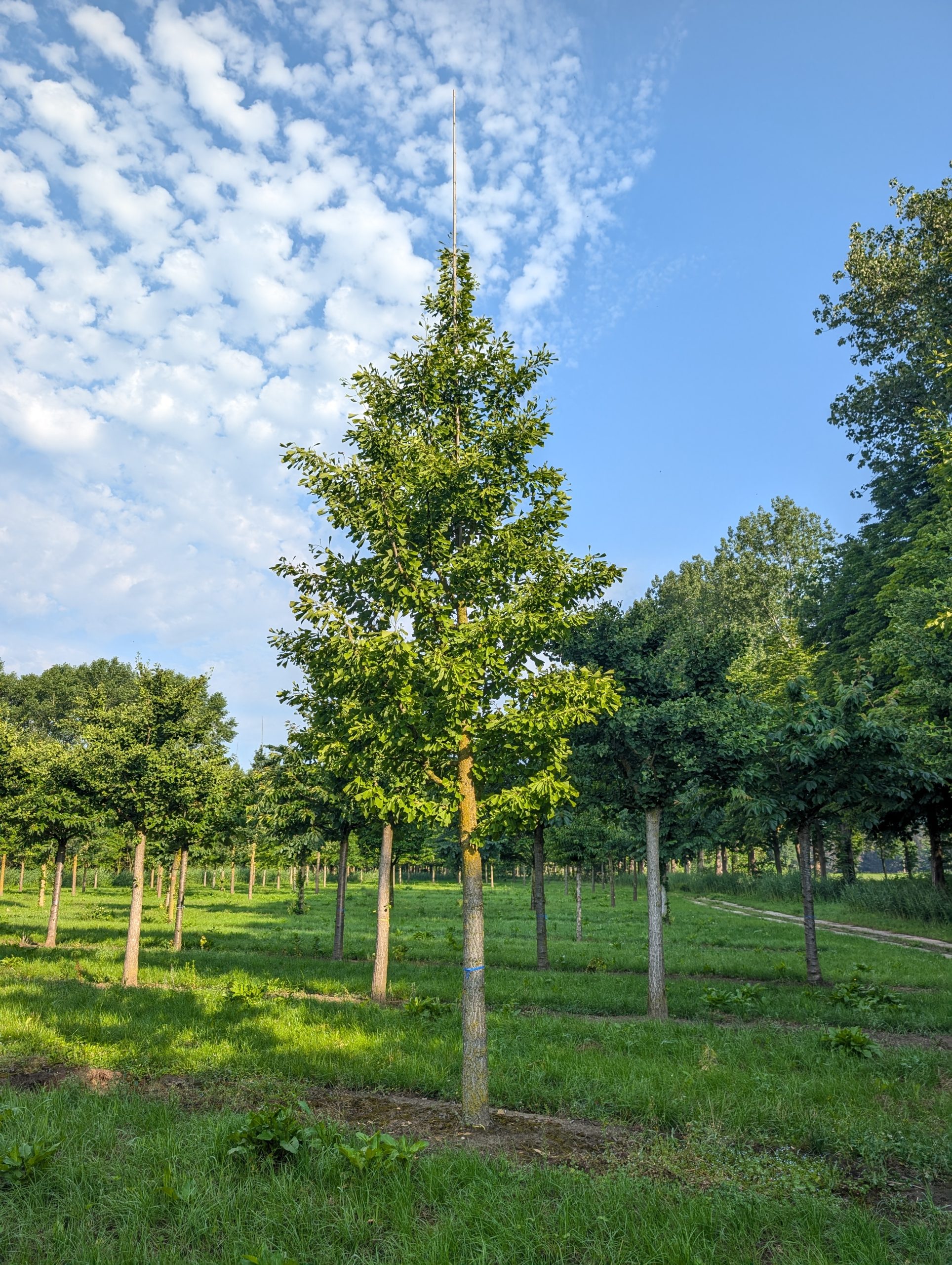 Ginkmedis dviskiautis 20-25