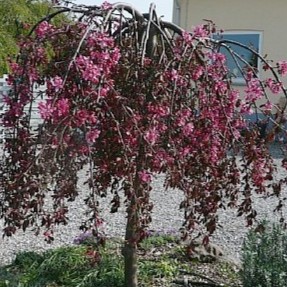 Obelis purpurinė ‘Pendula’ 180