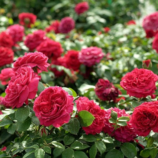 Rožė ‘Red Leonardo da Vinci’ C3/50-60