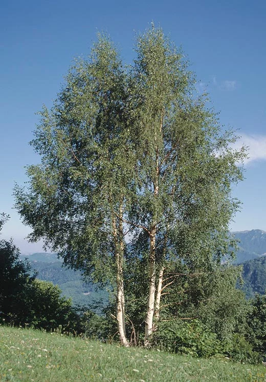 Beržas karpotasis 14-16