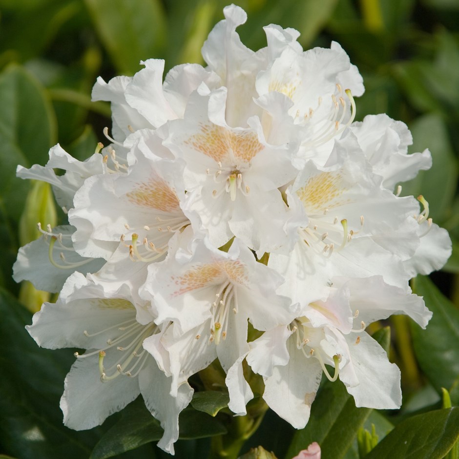 Rododendras ‘Cuningham’s White’ C5/30-40