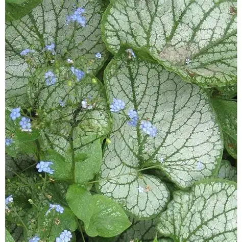 Brunera 'Jack Frost' C2