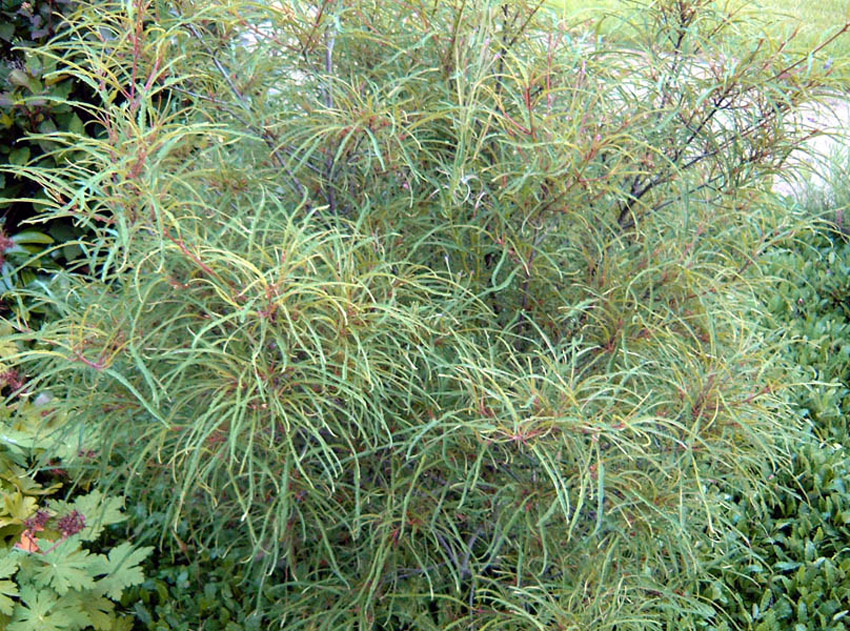Šaltekšnis paprastasis ‘Asplenifolia’ C15/100-120
