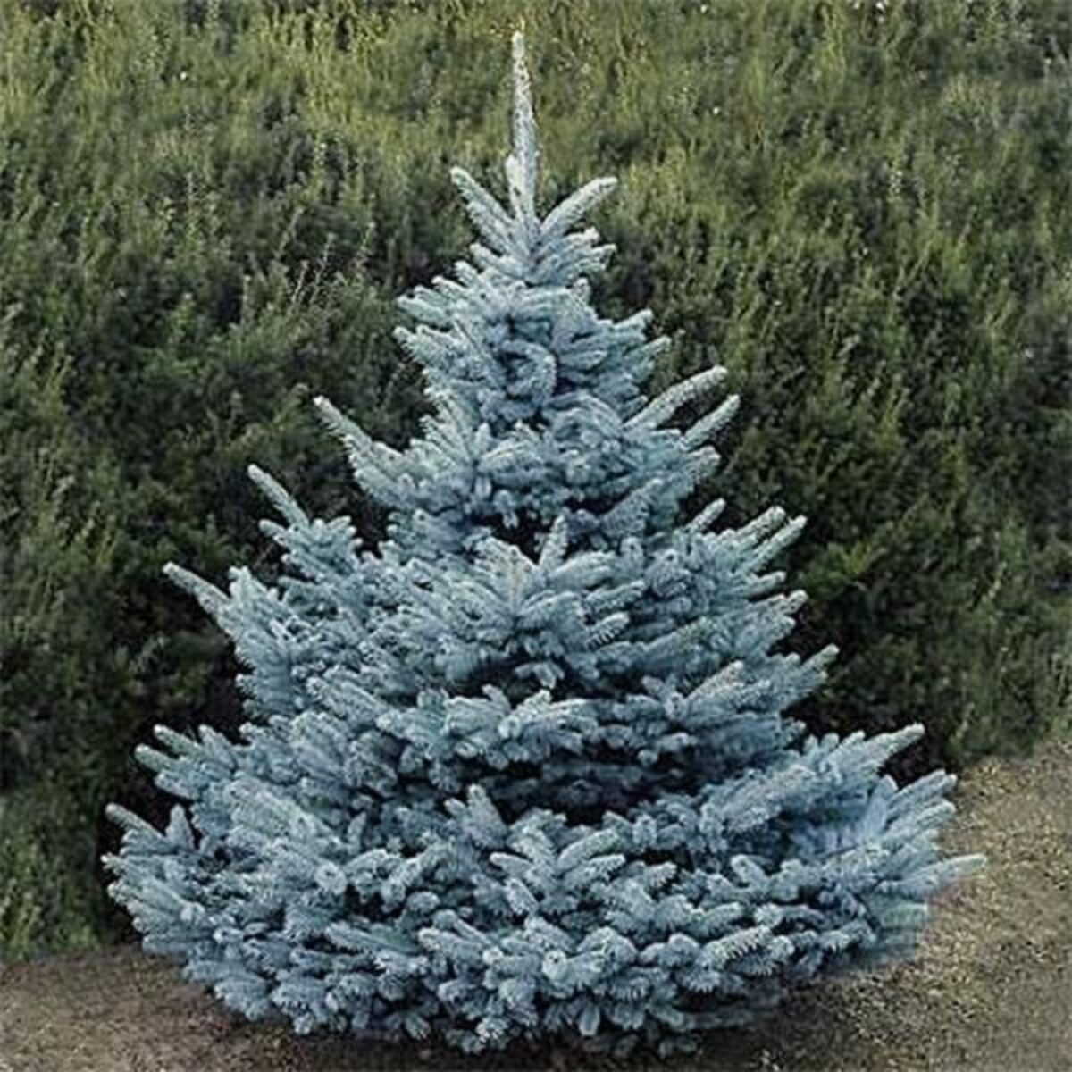 Eglė dygioji ‘Super Blue Seedling’ 150-175