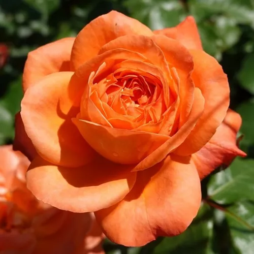 Rožė floribunda (oranžinė) C2