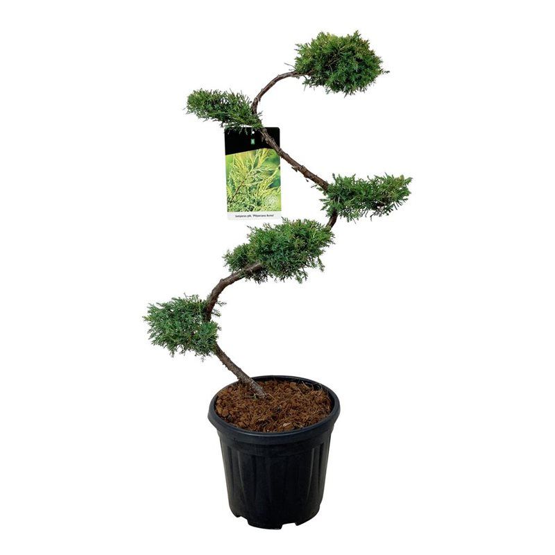 Kadagys 'Pfitzeriana Aurea' BONSAI C45/125+