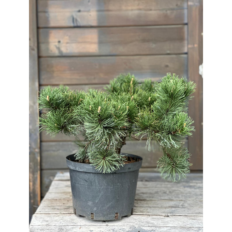 Pušis kalninė 'Krauskopf' BONSAI
