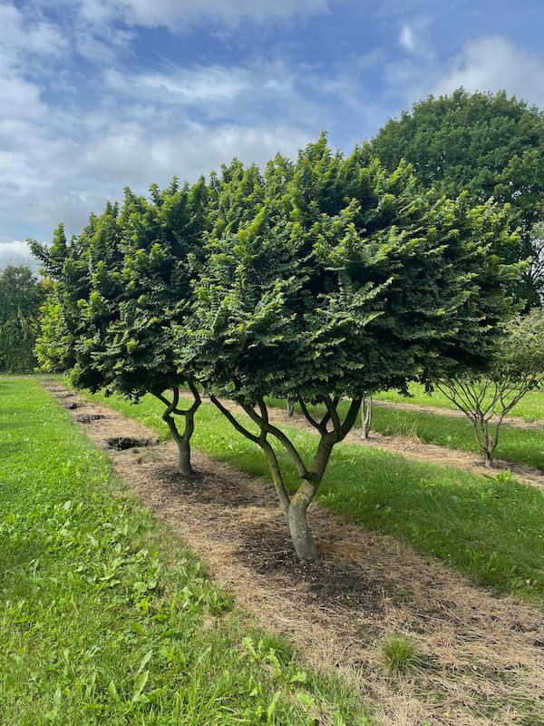 Guoba 'Jacqueline Hillier' C2