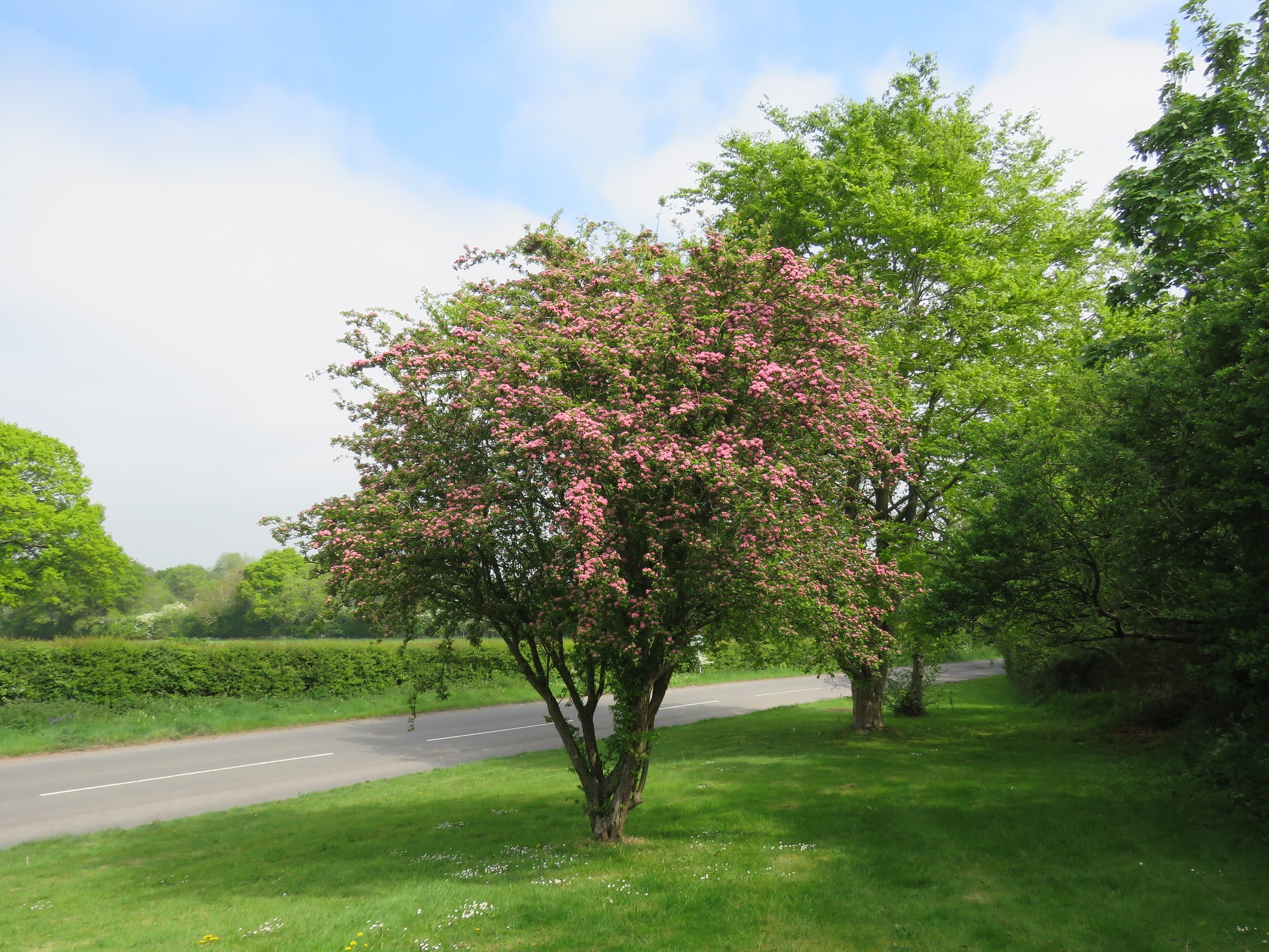 Gudobelė 'Crimson Cloud' C20