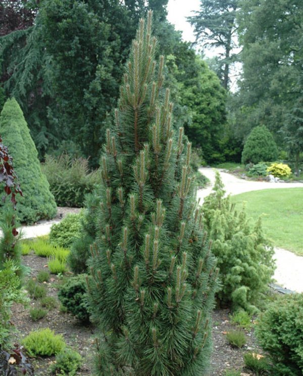 Pušis juodoji 'Pyramidalis' C40/180-200