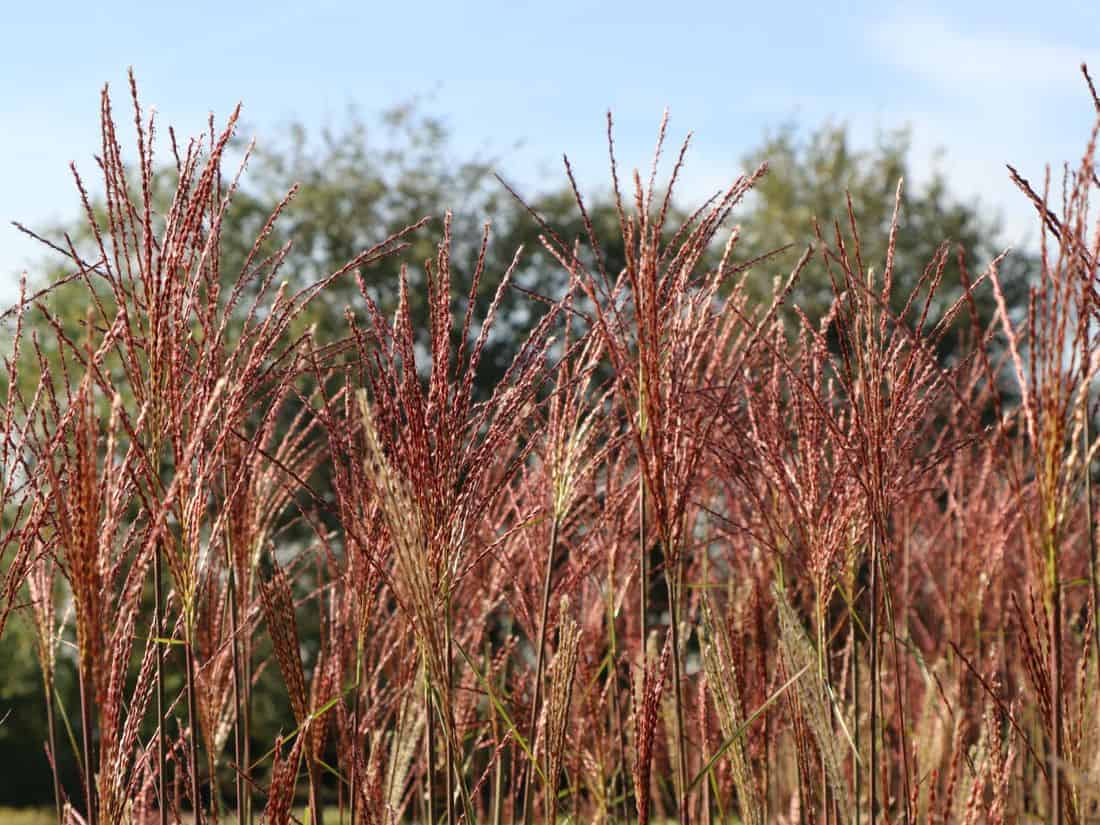 Miskantas kininis 'Dronning Ingrid' C2 - Image 3