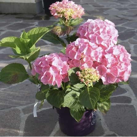 Hortenzija didžialapė 'Forever&Ever' Pink C5/30-40