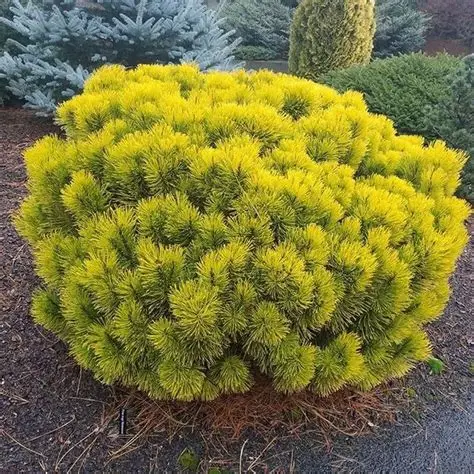 Pušis kalninė 'Carstens Wintergold' C5 - Image 2