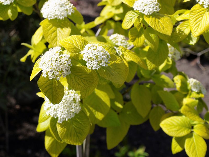 Putinas sodinis 'Aureum' PA C10/80-100