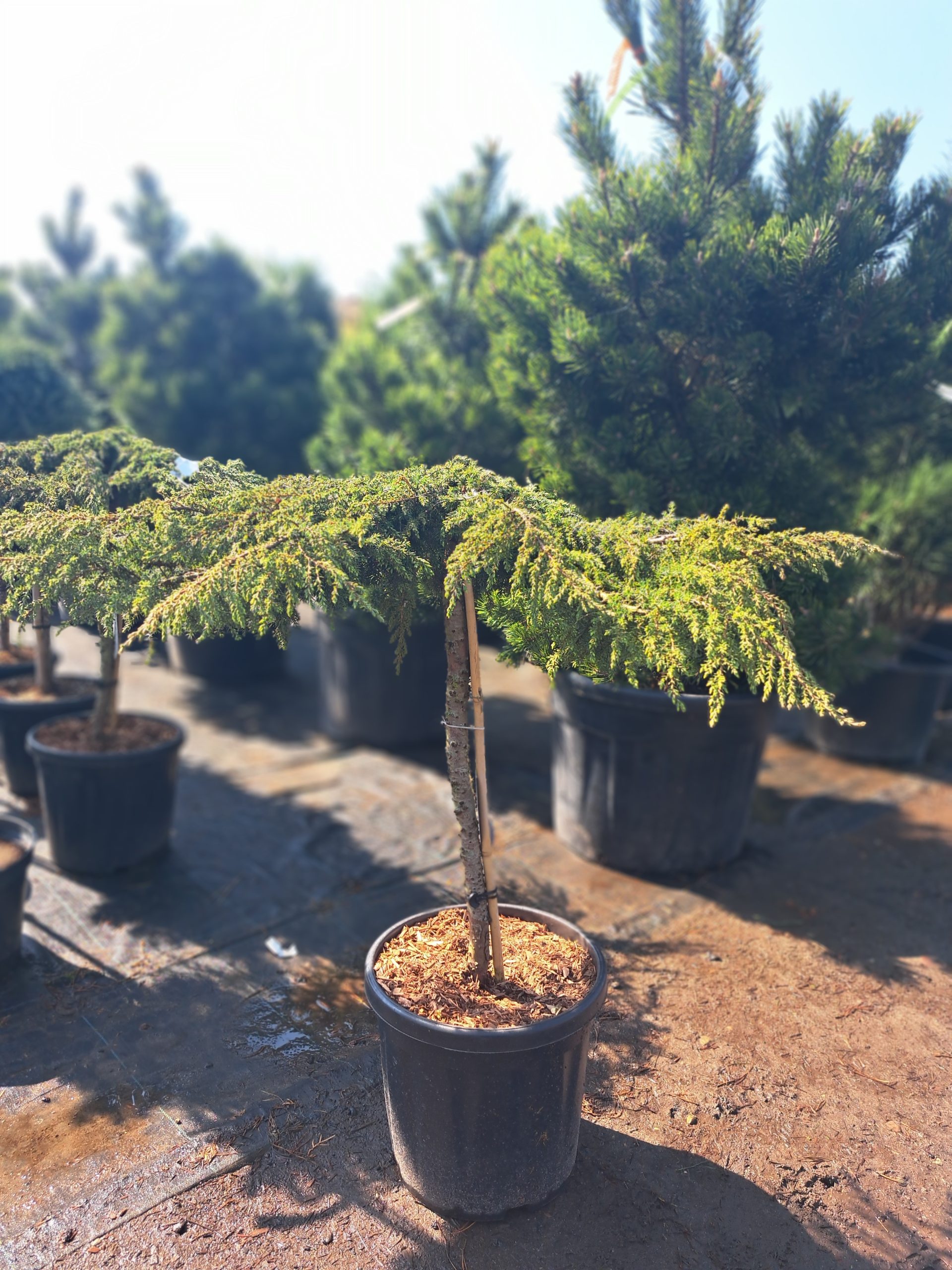 Kadagys paprastasis 'Green Carpet' PA C18/60