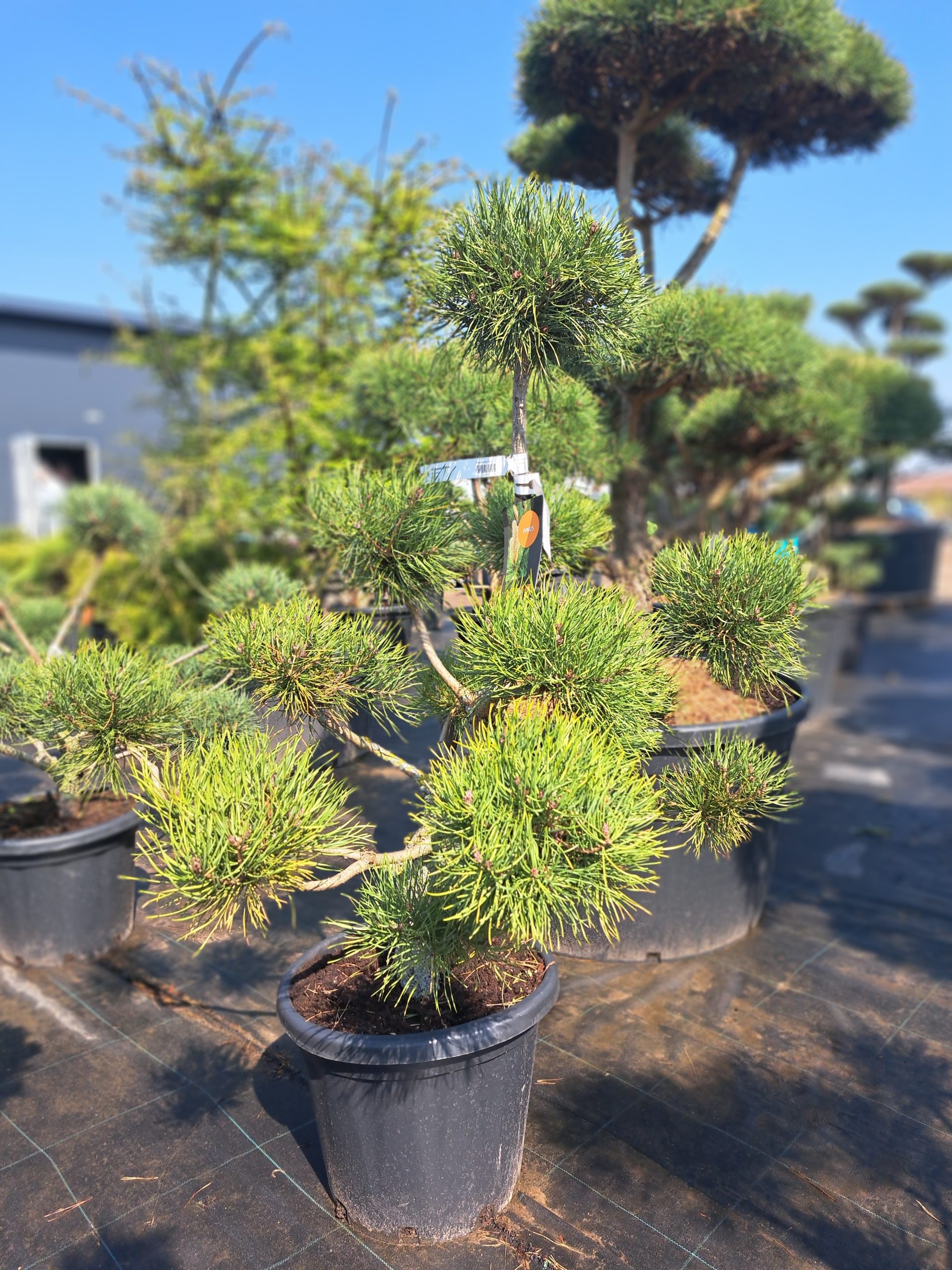 Pušis paprastoji BONSAI C35/100-125