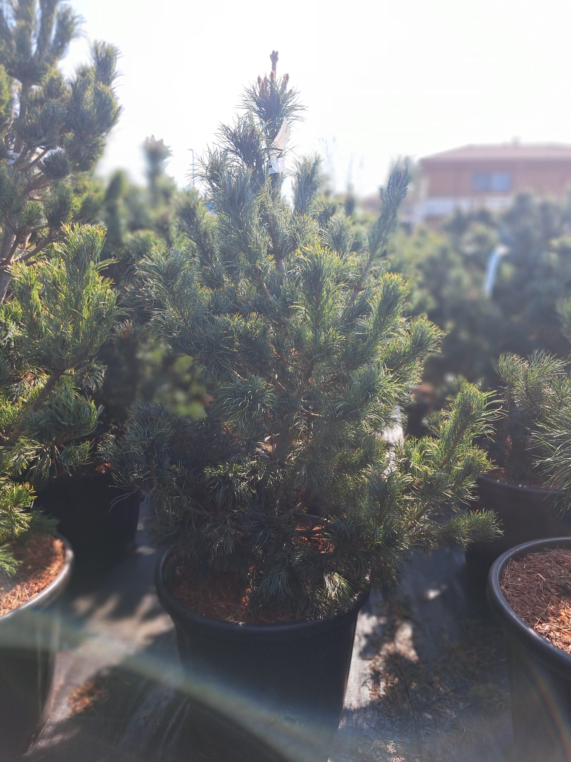 Pušis smulkiažiedė 'Schoon's Bonsai' C40/80-100