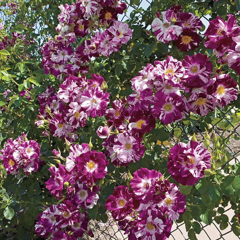 Rožė 'Purple Splash' C5