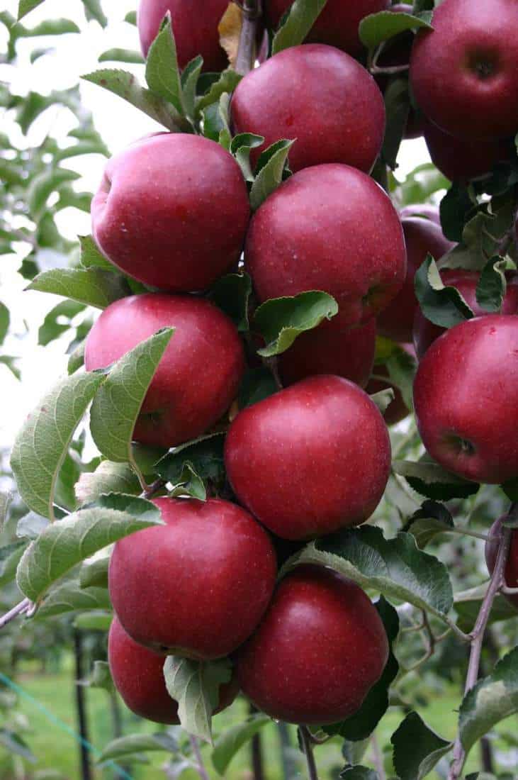 Obelis 'Jonaprice' 120-180