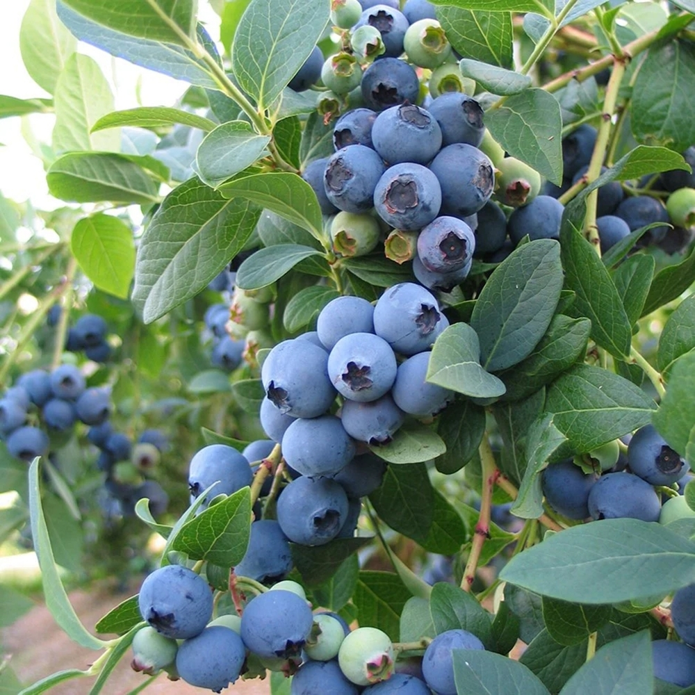 Medlieva 'Bluejay' C5