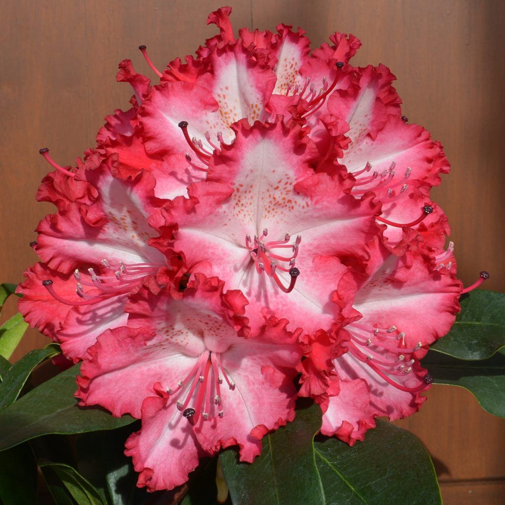 Rododendras 'Griefie' C5/40-50
