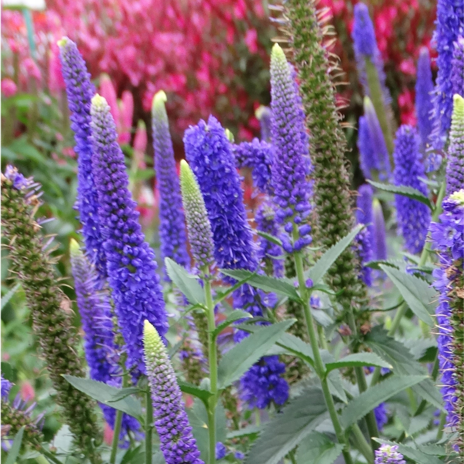 Veronika 'Lancita Purple' C2