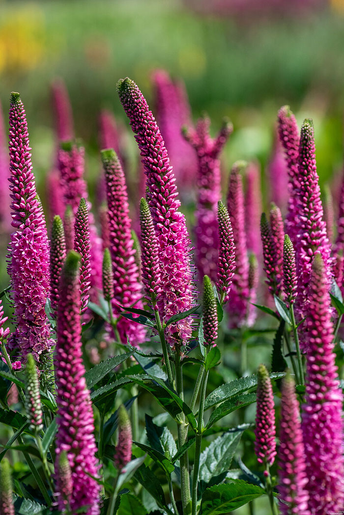 Veronika 'Lancita Pink' C2