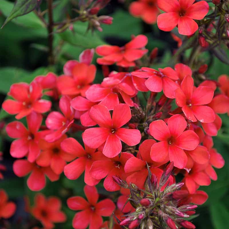 Flioksas šluotelinis 'Early Red' C2