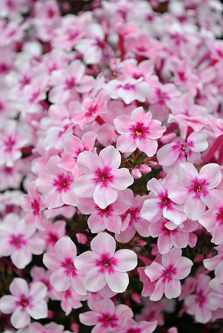 Flioksas šluotelinis 'Early Pink' C2