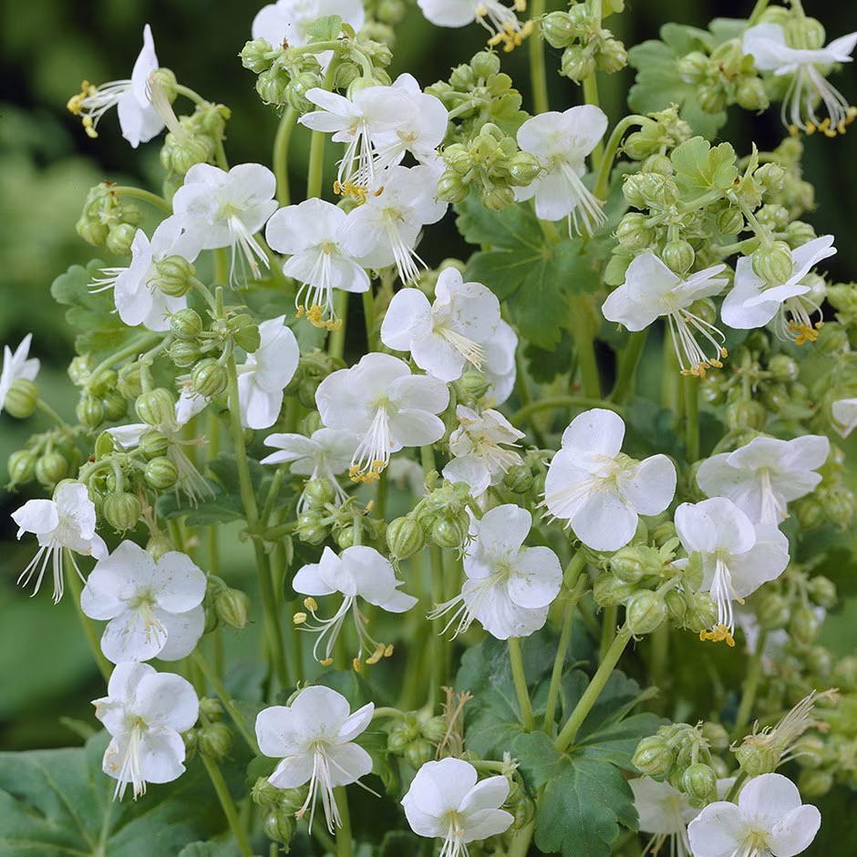 Snaputis stambiašaknis 'White Ness' P9