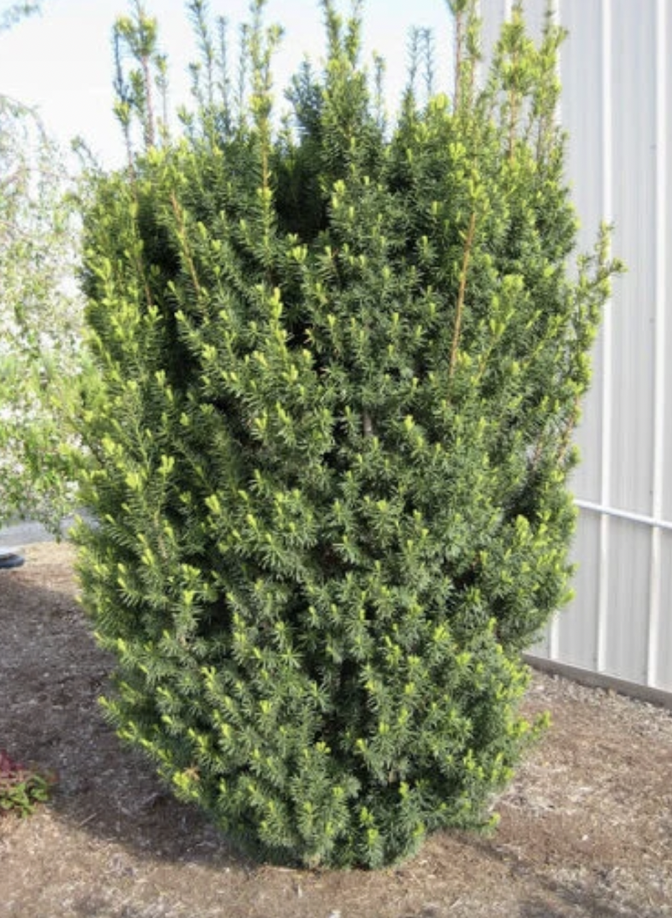 Kukmedis tarpinis 'Hicksii' 180-200 - Image 2
