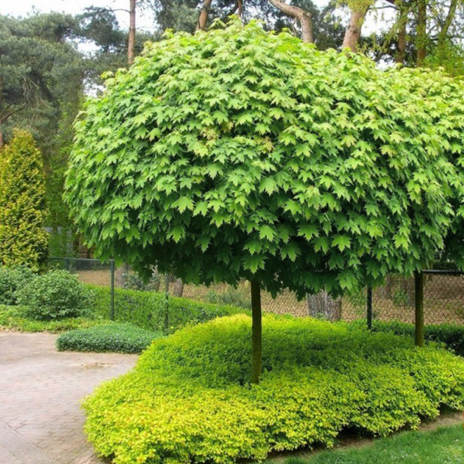 Klevas paprastasis 'Globosum'