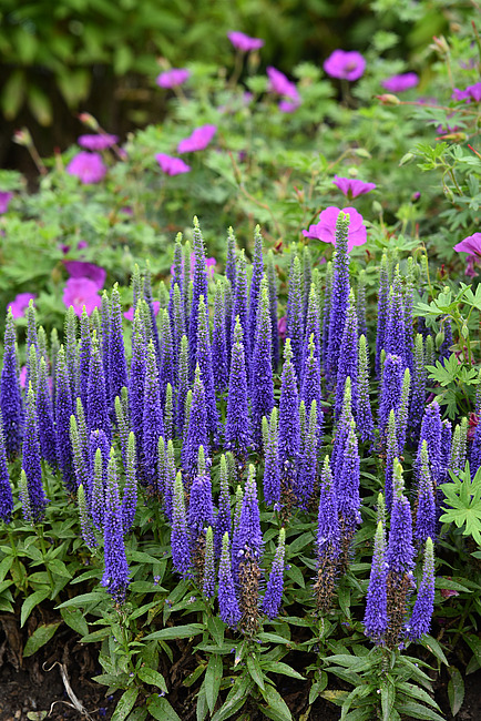 Veronika 'Lancita Blue' C2
