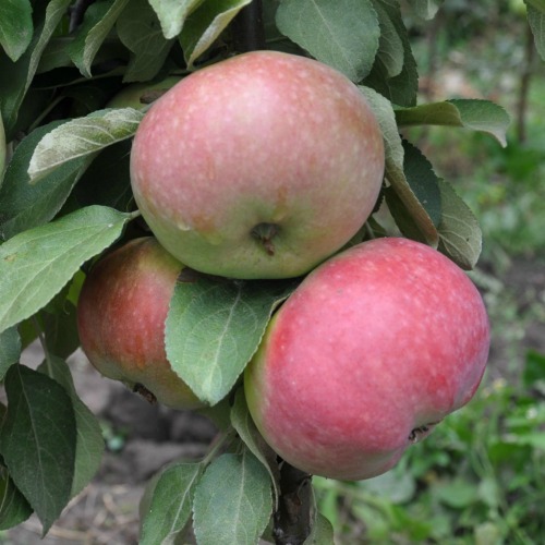 Obelis 'Kulono Renetas' 120-180