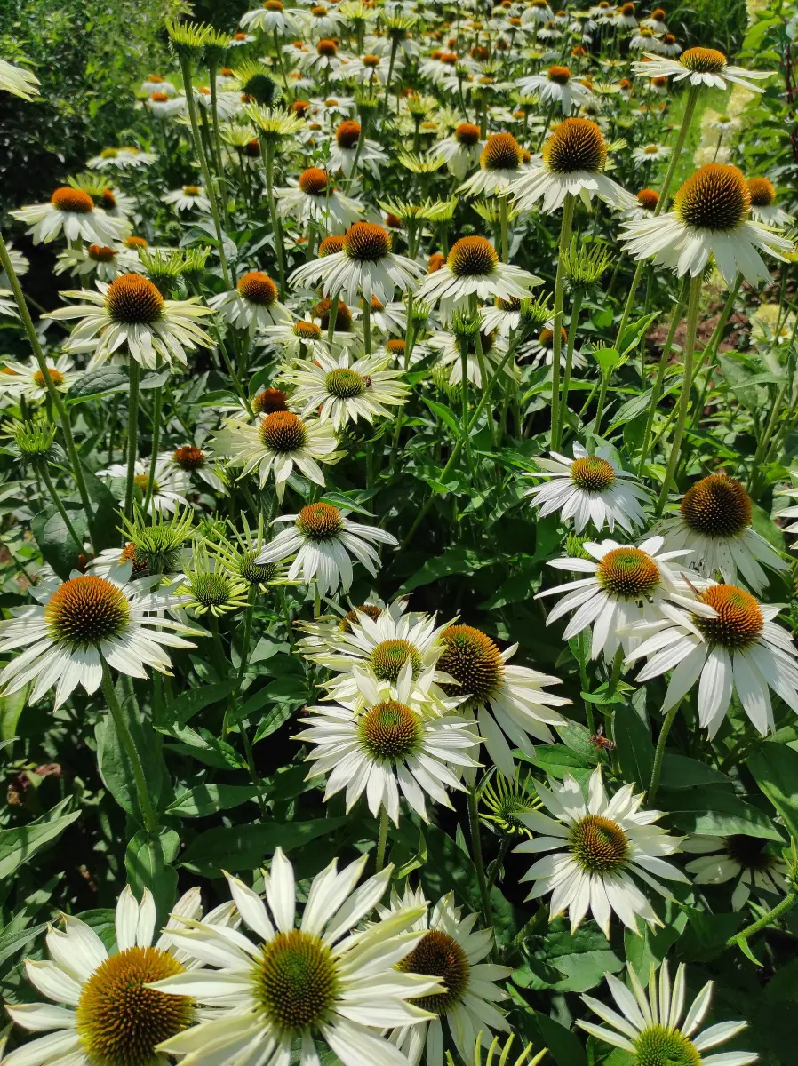 Ežiuolė 'Purpurea Pearl White' C2