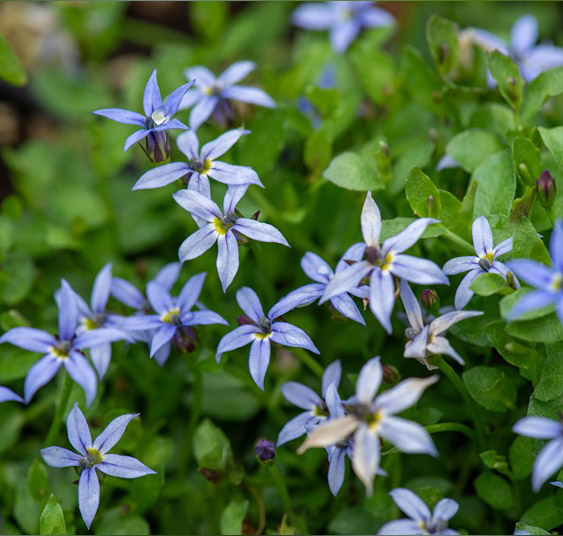 Lygiuotė (Isotoma) 'Dark Blue' C2