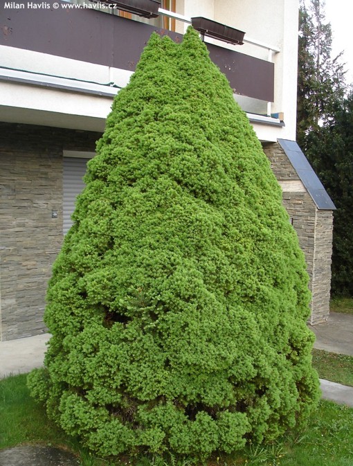 Eglė baltoji 'Conica' C25/150+