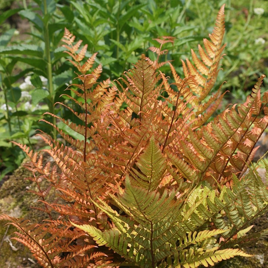 Papartis 'Autumn Farn' C2