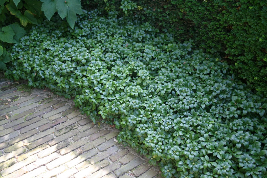 Pachisandra viršūnžiedė 'Green Sheen' C3