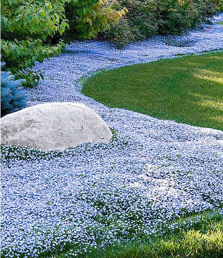 Lygiuotė (Isotoma) 'Dark Blue' C2 - Image 2