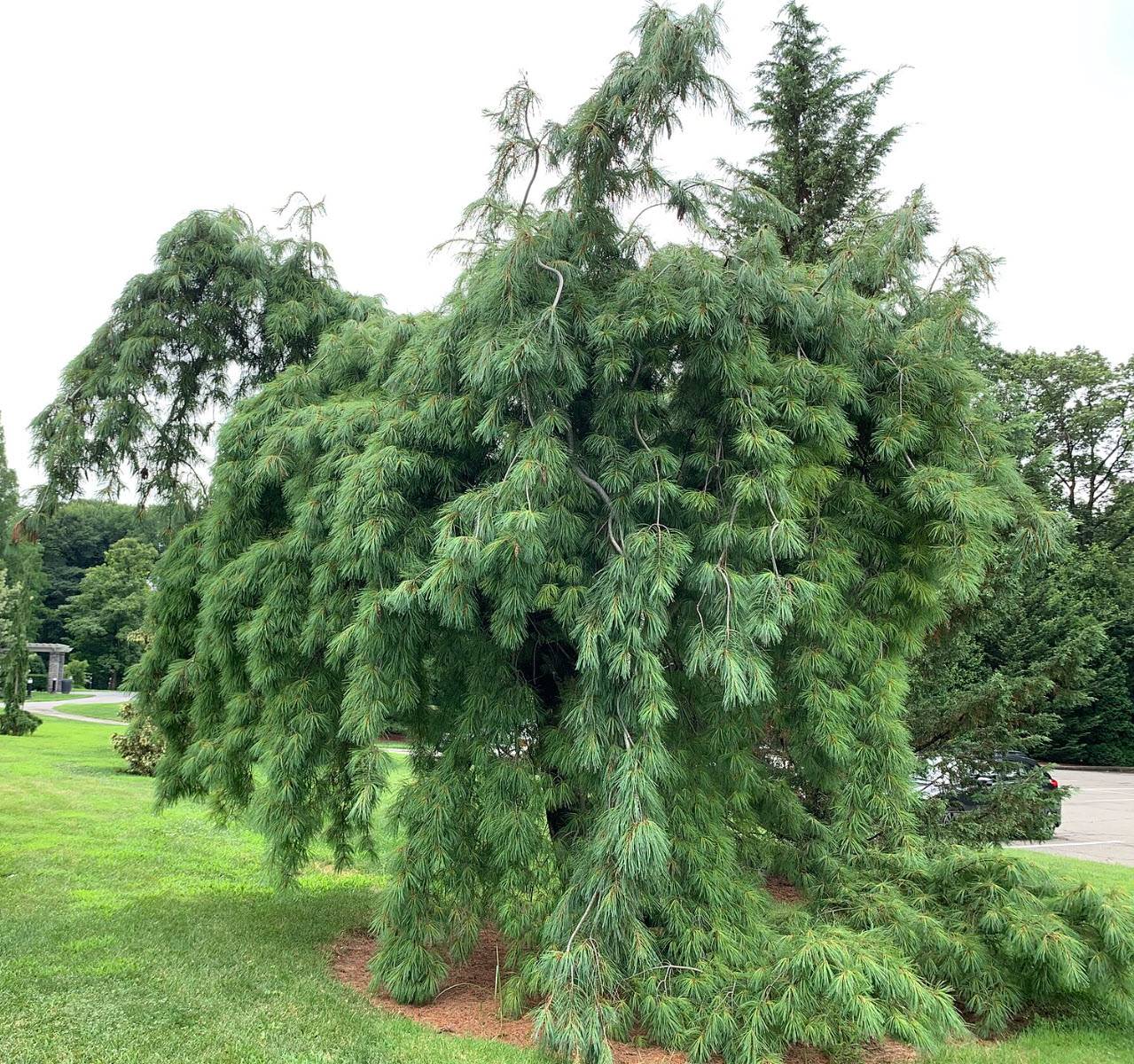 Pušis veimutinė ‘Pendula’ C45/175-200